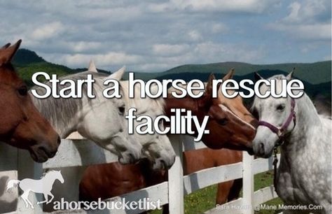 Start A Horse Rescue Facility Horse Healing, Horse Facts, Horse Rescue, Horse Boarding, Types Of Horses, All About Horses, Horse Quotes, Puppy Mills, Horse Barns