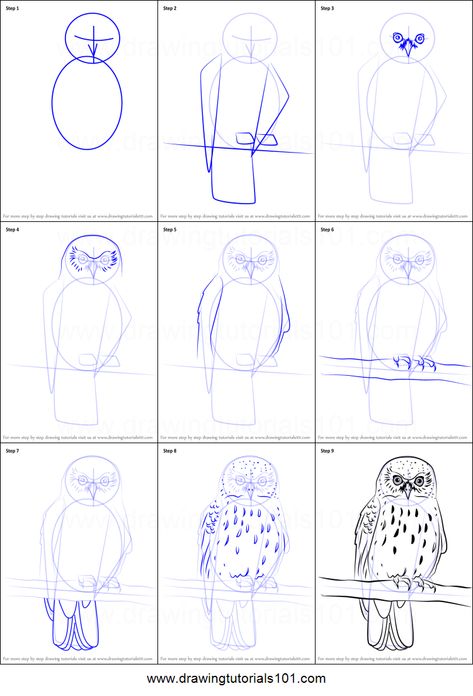 How to Draw a Morepork printable step by step drawing sheet : DrawingTutorials101.com Draw An Owl, Draw Birds, Beginner Drawing Lessons, Owl Sketch, Drawing Sheet, Owls Drawing, Art Drawings Sketches Pencil, Animal Drawing, Sketches Tutorial