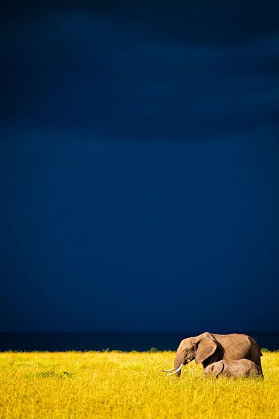 Elephants on the Masai Mara, Africa. Photo by Marcus and Kate @http://www.lifethroughalens.org/photography/portfolio Riding Elephants, Chobe National Park, Photo Board, Bedroom Wallpaper, Watercolor Ideas, Elephant Love, An Elephant, French Blue, Dream Vacation