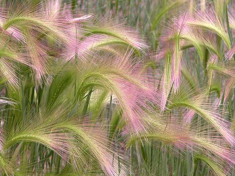 Squirrel Tail Grass aka Fox-tail Barley (Hordeum jubatum).  Wonderful =) Barley Seeds, Ornamental Grass, Barley Grass, Blowing In The Wind, Grasses Landscaping, Grasses Garden, Blooming Plants, Grass Seed, Rare Flowers