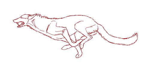 Wolf Running Cycle, Running Animals Illustration, Wolf Run Cycle, Wolf Animation, Running Drawing, Wolf Running, Cartoon Wolf, Animal Movement, Canine Drawing