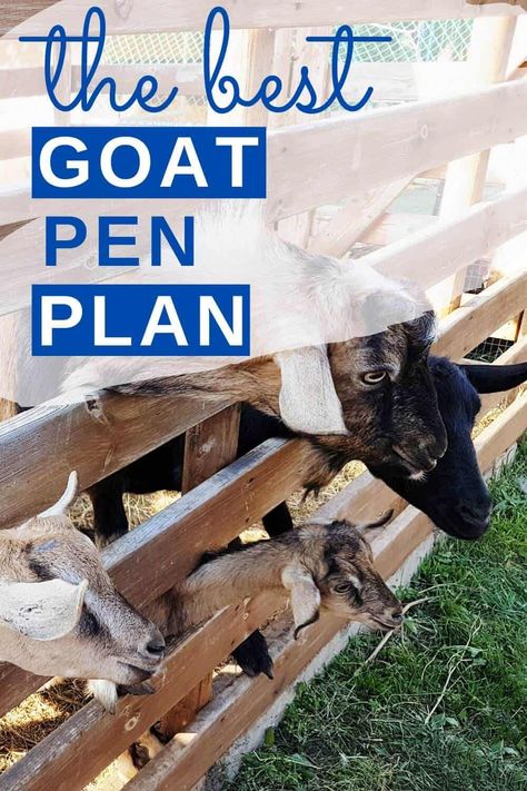 Goat Setup, Goat Pens, Goat Shelters, Goat Fencing, Goat Milking Stand, Homestead Diy, Goat Health, Keeping Goats, Homesteading Life