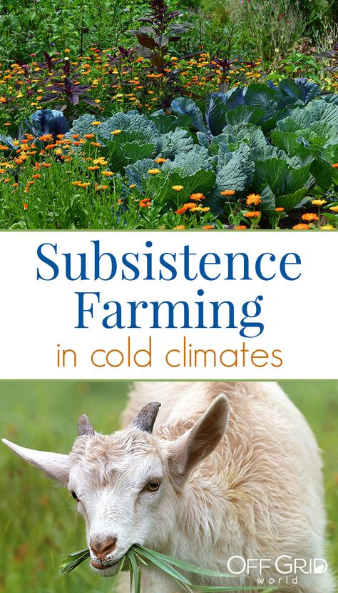 Alaska Living Homesteads, Alaskan Gardening, Earthship Home Cold Climate, Subsistence Living, Subsistence Farming, Sustainable Homestead, Homesteading Animals, Micro Farm, Small Backyard Design Ideas