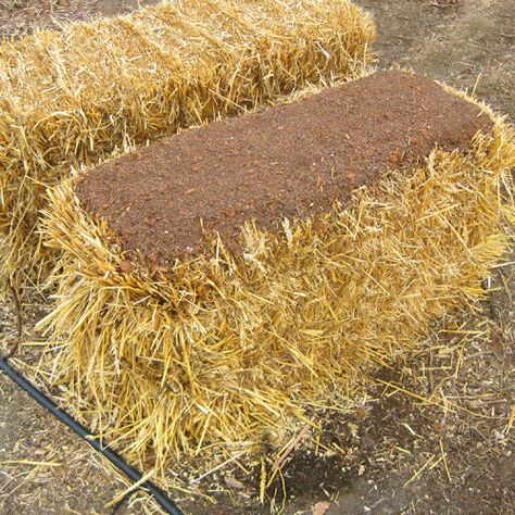 Haybale Gardening, Hay Bale Gardening, Strawbale Gardening, Straw Bale Garden, Straw Bale Gardening, Garden Layout Ideas, Elevated Gardening, Lawn Fertilizer, Straw Bale