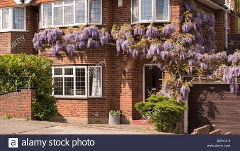 Wisteria growing over the front of a house Stock Photo - Alamy Wisteria House, 1930s Semi, Front Of A House, Front House, Front Of House, Terms And Conditions, Front Garden, Wisteria, Architecture Model