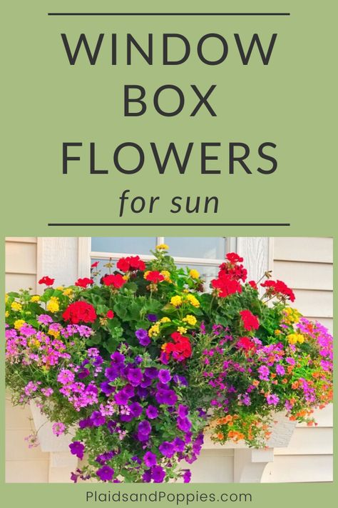 Window Box Flowers For Sun, Flowers For Sun, Window Boxes Ideas, Planter Boxes Flowers, Flowers Window, Window Box Plants, Garden Escape, Window Box Garden, Boxes Ideas