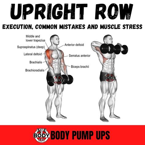 Dumbbell Upright Row 

The upright row is an excellent exercise to build huge Trapezius muscle and create that deltopectoral separation... Dumbell Upright Row, Ez Bar Upright Row, Smith Machine Upright Row, Cable Upright Row, Upright Barbell Row, Dumbbell Upright Row, Trapezius Muscle, Tuesday Workout, Upright Row