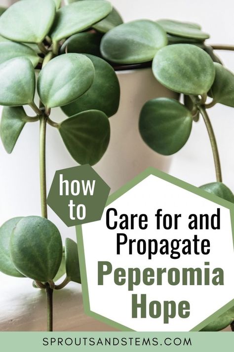 Peperomia Hope Care, Propagation, and More - Sprouts and Stems Peperomia Hope, Interesting Plants, Peperomia Plant, Household Plants, Plant Care Houseplant, Inside Plants, Indoor Plant Care, Best Indoor Plants, Low Light Plants