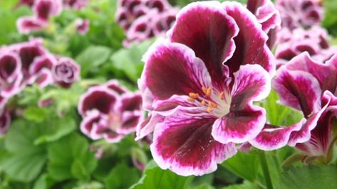 Martha Washington Geranium - The Complete Caring Guide Overwatering Plants, Martha Washington Geranium, Geranium Care, Spring Lawn Care, Martha Washington, Hydroponic Plants, Growing Succulents, Plant Diseases, Flower Care