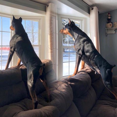 Home security on lock. 💪🏼@doberman.rescue.stud.raider "Tag your friends who would love this ❤ 💖 Follow me @doberman_dogs_insta for more 💗 ❤… Best Dog Quotes, Doberman Rescue, Dogs Home, Puppy Barking, Whole Universe, Doberman Puppy, German Dogs, Doberman Dogs, I Am Trying