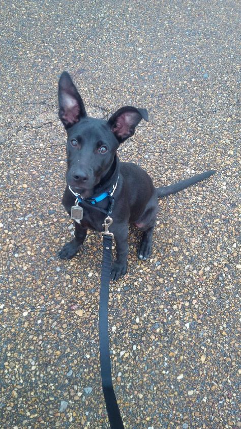 Shepherd Mix Dog, German Shepherd Mix, Shepherd Dog, German Shepherd, Fur Babies, Dog Breeds, Labrador Retriever, Lab, Dogs