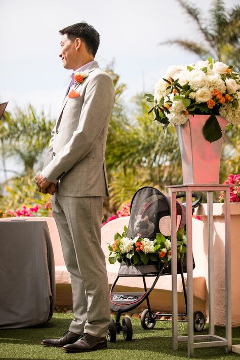 DJ the Cat Rolled Up Bearing Rings For the Grooms- featured on PopSugar- https://www.popsugar.com/love/Cat-Ring-Bearer-Wedding-44526006  Photo by Arrowood Photography Cat At Wedding Ideas, Cat Ring Bearer Wedding, Cat In Wedding Ceremony, Incorporate Cat In Wedding, Wedding With Cats, Cats In Weddings, Cat At Wedding, Cat In Wedding, Cat Wedding Ideas