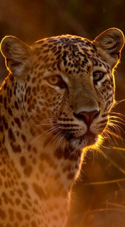 Leopard Pictures, Tier Tattoo, Wild Animal Wallpaper, Wild Animals Photography, Wild Animals Photos, Wild Animals Pictures, Majestic Animals, Funny Comments, Cat Photography