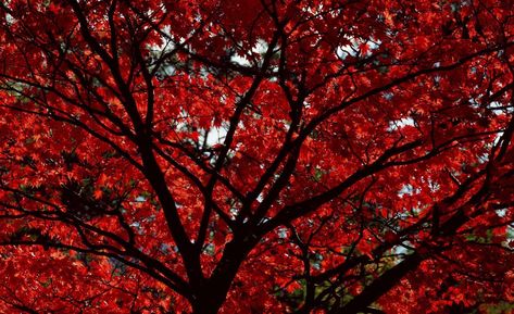 Fonds d'écran Feuilles rouges - Wallpaper Cave Aesthetic Desktop Wallpapers, Minimalist Desktop Wallpaper, Royal Wallpaper, Dark Red Background, Floral Pattern Wallpaper, Aesthetic Red, Stranger Things Aesthetic, Landscape Background, Red Leaves