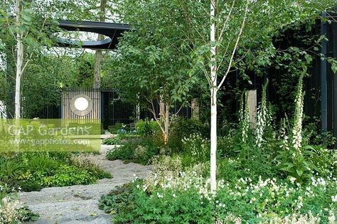 Silver birch in small spaces Birch Trees Garden, Betula Utilis, Birch Trees Landscaping, Digitalis Purpurea, Chelsea Garden, Woodland Plants, Front Gardens, Rhs Chelsea Flower Show, Front Garden Design