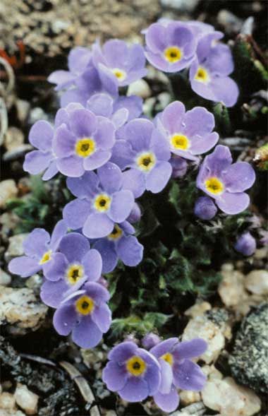 Alaska State Flower: Forget Me Not Flower Garden Plans, Forget Me Not Flowers, Forget Me Nots, Natural Garden, Forget Me Not, Flower Images, Shade Garden, Plant Life, My Flower