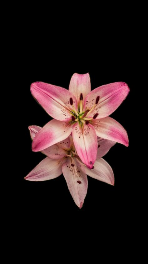 Flower Lockscreen, Flowers Black Background, Lily Wallpaper, Cute Home Screen Wallpaper, Flower Background Iphone, Pink Flowers Wallpaper, Iphone Wallpaper Landscape, Heart Iphone Wallpaper, Wallpaper Iphone Summer