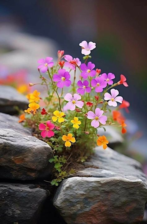 Pretty Flowers Photography, Matka Natura, Beautiful Flowers Photos, Shabbat Shalom, Wallpaper Nature Flowers, Beautiful Flowers Pictures, Alam Yang Indah, Alam Semula Jadi, Beautiful Nature Pictures