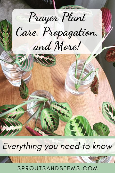 Prayer Plant Tattoo, Maranta Propagation, Praying Plant Care, Montesara Plant Care, Praying Plant, How To Propagate Prayer Plant, Maranta Plant Varieties, Prayer Plant Propagation, Prayer Plants Houseplant