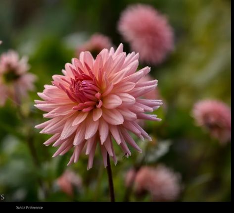 Preference Dahlia, Dahlia Preference, Cactus Varieties, Colour Theme, Vase Arrangements, The Colour, Color Themes, Dahlia, Cactus