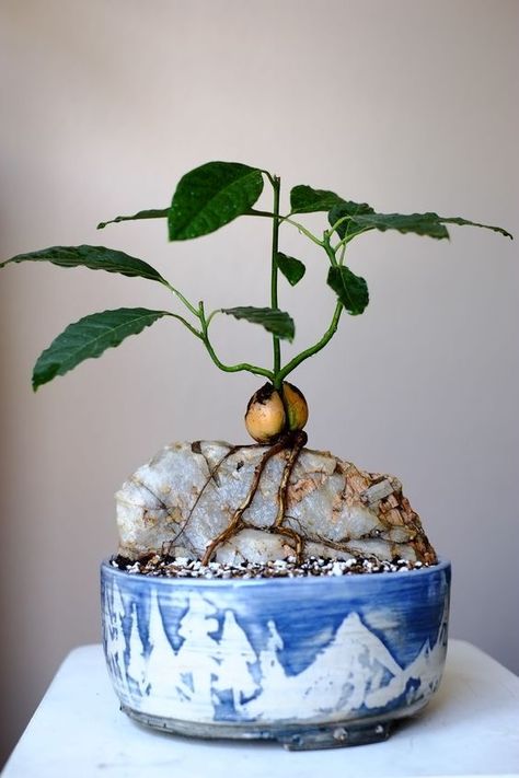 Avocado Plant, Tanaman Pot, Plantas Bonsai, Avocado Tree, Indoor Bonsai, Inside Plants, Plant Growing, Bonsai Plants, Plant Aesthetic