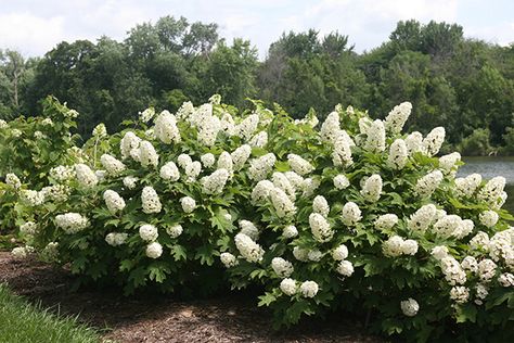 Shrub Borders Ideas, Shrubs Around Deck, Plants For Borders, Border Shrubs, Shrub Border Ideas, Easy Maintenance Landscaping, Wisconsin Landscaping Ideas, Shrubs For Borders, Shrubs For Landscaping