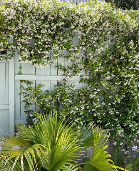 Star Jasmine - Plant Growing & Care Guide | Young House Love Star Jasmine In Pots, Jasmine Plant Climbing, Star Jasmine Wall, Star Jasmine Trellis, Jasmine Trellis, Chameli Flower, Star Jasmine Vine, House Trellis, Carolina Jasmine