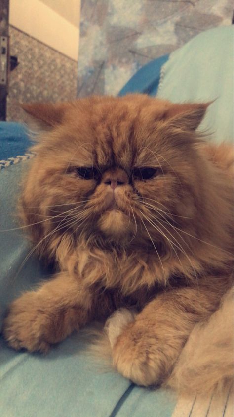 Brown Cat, Persian Cat, Cute Animal Photos, Cute Cats And Dogs, Silly Cats, Animal Photo, Cute Cats, Persian, Cat Lovers