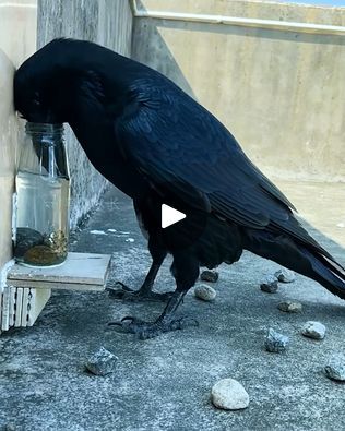 Smart Crow Video, Crow Video, Birds And Bees, Crows Ravens, Cute Wild Animals, Cute Animal Pictures, Bird Feathers, Animal Gifs, Funny Animal Videos