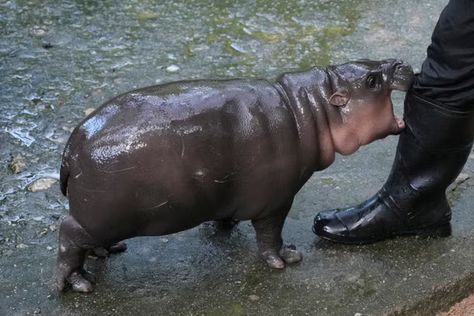 From Moo Deng live stream, memes to time limits: Why is internet obsessed with viral baby pygmy hippo? | The Independent Pygmy Hippopotamus, Horror Shirts, Horror Movie Shirts, Boo Shirts, Skull Shirts, Coffee Shirts, Hippopotamus, Top Trending, Adorable Baby