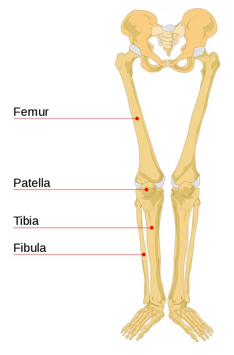 Bones Diagram, Leg Muscles Diagram, Hand Bone Anatomy, Ankle Anatomy, Leg Anatomy, Femur Bone, Drawing Legs, Leg Bones, Electrical Circuit Diagram