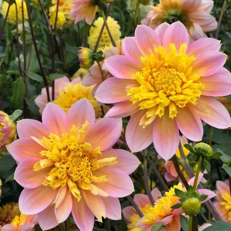 Julie on Instagram: "Goldie Gull is a longer lasting anemone. It will need extra support because it tends to get a little floppy. #dahlias #dahliasbyjulie" Anemone Dahlia, Mango Madness Dahlia, Sweet Nathalie Dahlia, Giant Dahlia, Milena Fleur Dahlia, Bloomquist Dahlia, Anemone Flower, Dahlia Flower, Long Lasting