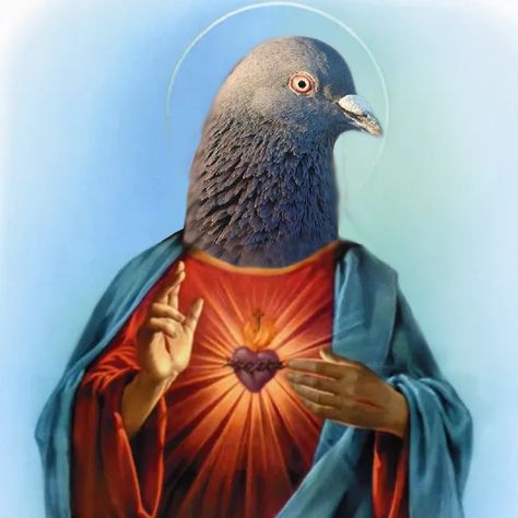 Pigeon Meme, Peace Pigeon, Pet Pigeon, Cute Pigeon, Pigeon Pictures, Scary Dogs, Scary Art, Jesus Pictures, Funny Animal Pictures