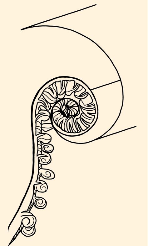 Fibonacci Spiral Tattoo, Tattoo Doodles, Spiral Tattoo, Spiral Tattoos, Fern Tattoo, Fibonacci Spiral, Baku, Fern, Doodles