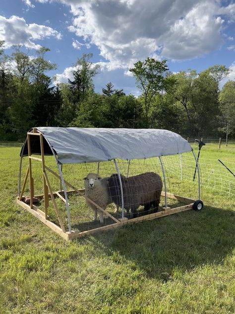 Mobile Sheep Shelter, Mobile Goat Shelter, Sheep House Ideas, Sheep Shelter Ideas, Sheep Fencing, Goat Tractor, 4h Animals, Sheep Tractor, Sheep Diy