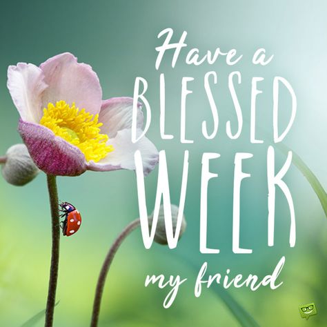 Have a blessed week image with beautiful flowers. Have A Blessed New Week, Blessed New Week, Have A Nice Week, Have A Blessed Week, Have A Good Week, Showers Of Blessing, Blessed Week, Monday Blessings, A New Start