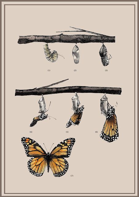 IL·LUSTRACIÈNCIA: Metamorfosis de la mariposa monarca  -  Belén Rodr... Metamorphosis Art, Butterfly Metamorphosis, Butterfly Life Cycle, Butterfly Illustration, Butterfly Drawing, Scientific Illustration, Foto Art, Life Cycle, Monarch Butterfly