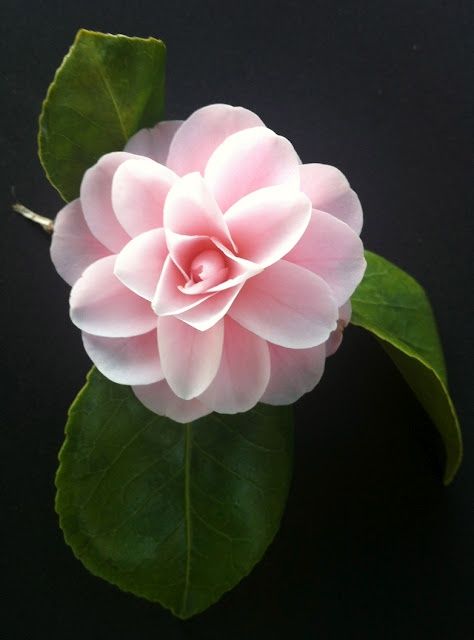 Perfect bloom Camila Flower, Green Backyard, Beautiful Pink Flowers, Camellia Flower, Traditional Garden, Beautiful Blooms, Flowers Nature, Note To Self, Love Flowers