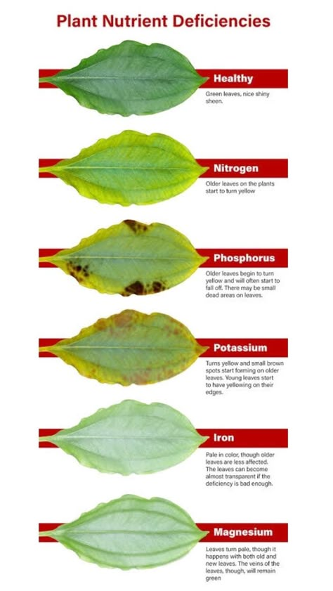 Pin by Mike Jones on AQUARIUM | Plant nutrients, Growing vegetables, Home vegetable garden Entrance Hallway Ideas, Frame House Plans, Bloxburg Hallway, Kitchen Decor Inspiration, A Frame House Plans, Entrance Modern, Plant Nutrients, Nutrient Deficiency, Diy Crafts Room