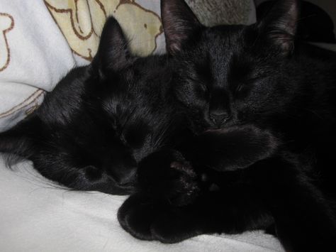 Black cats need love. These cats are beautiful. Incensewoman Black Cat Cuddles, Two Black Cats, Cats Sleeping, Black Kitties, Black Cat Aesthetic, Crystal Castles, Cat Cuddle, Cute Black Cats, Cat Person