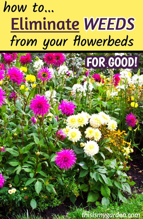 Tired of those weeds overtaking your beautiful flowerbeds? Find out how to get rid of them once and for all!  #weeds #eliminateweeds #flowerbeds #mulch #gardening #flowers #weeding #fillyourbeds #thisismygarden Slope Landscaping, Perennial Garden Plans, Flower Garden Plans, Landscaping With Large Rocks Front Yard, Landscaping With Large Rocks Natural, Garden Remedies, Landscaping With Boulders, Garden Weeds, Farmhouse Landscaping