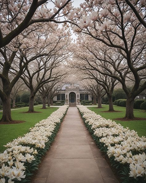 8 Best Trees To Line Property Long Driveway With Trees, Property Line Landscaping, Formal Landscaping, Long Driveway, Tree Lined Driveway, British Colonial Decor, Living Fence, Dogwood Trees, Colonial Decor