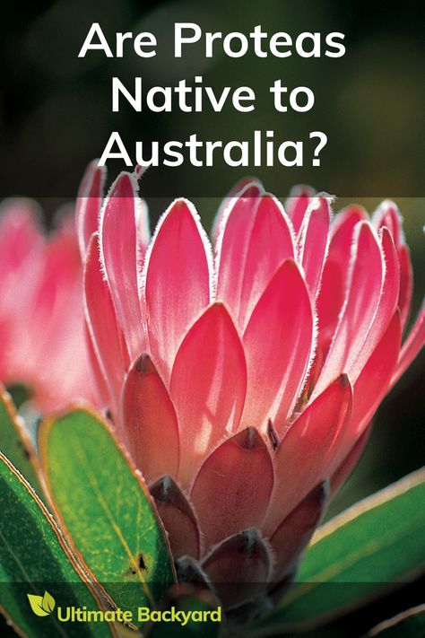 Curious if Proteas are native to Australia? This guide clears up the confusion. They share a family with Australia's native Banksias, Grevilleas, and Waratahs. Learn about their unique flower shapes and why they've become popular in Australian gardens, especially in Western Australia. Whether you're a floral enthusiast or a gardener, get to know this fascinating flower. Spiky Flowers, Australian Gardens, Ultimate Backyard, Australian Native Garden, Australian Flowers, Australian Native Flowers, Flower Shapes, Australian Plants, Native Australians