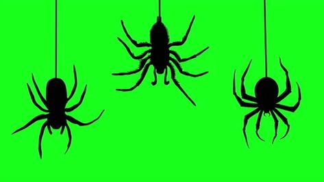 Spider Green Screen, Gacha Life Background, Cool Colorful Backgrounds, Free Green Screen Backgrounds, Black Spiders, Green Screen Photo, Character Sheet Template, Episode Interactive Backgrounds, Free Green Screen