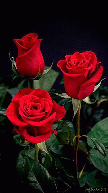 Google Red, Gif Rose, Roses Only, Rose Flower Wallpaper, Beautiful Red Roses, Flowers Gif, Beautiful Rose Flowers, Flowers Garden, Love Rose