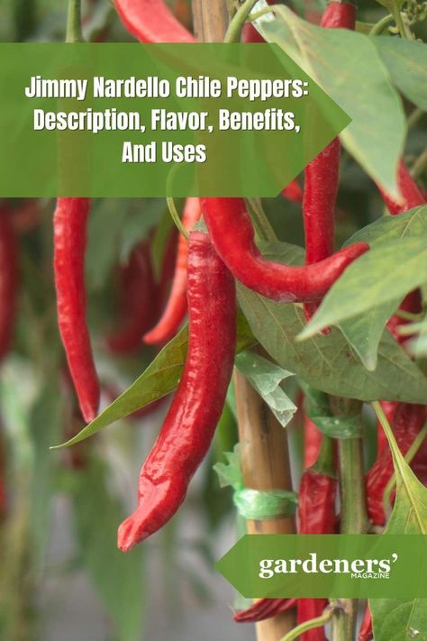 Jimmy Nardello Chile Peppers: Description, Flavor, Benefits, And Uses Jimmy Nardello Peppers Recipes, Jimmy Nardello Peppers, Pepper Spice, Chile Pepper, Garden Guide, Stir Fries, Peppers Recipes, Planting Vegetables, Recipe Box