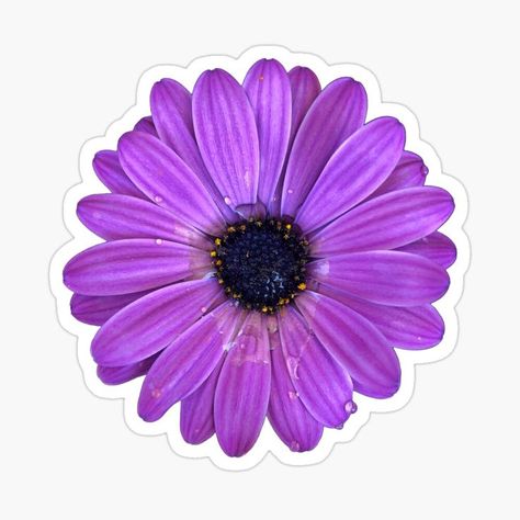 A lovely purple daisy sticker. This sticker comes in 3 different sizes. Design is available on clothes, decor, and so much more. Pinterest and IG: @AleeyahsArtGallery #summer #coolgifts #art #giftideas #sticker #stickers #cutestickers #summerstickers #summertimestickers #nature #cuteart #purplestickers #photography #naturelover #naturephotography #daisy #flowers #flowersticker #daisysticker #daisystickers #flowerstickers #daisies #cuteflowerstickers #spring #springtime Daisy Sticker, Flower Topper, Cartoon Cake, Purple Daisy, Pretty Purple, Daisy Flowers, Paper Quilling, Rain Drops, Floral Flower