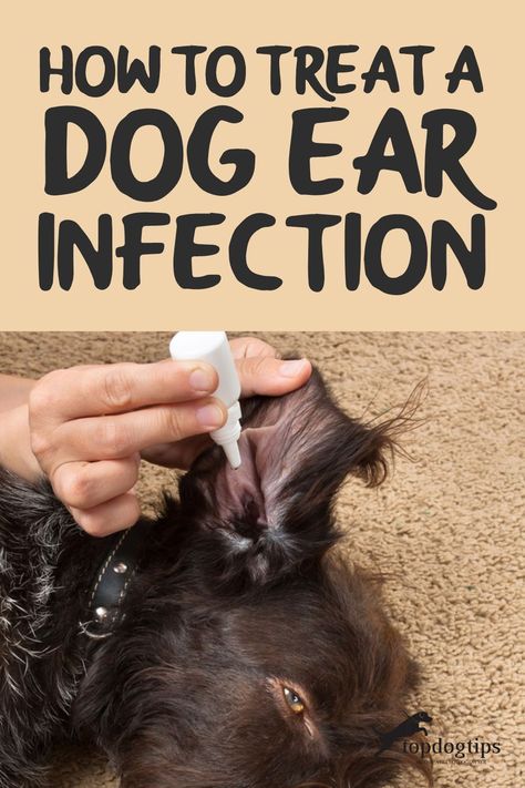 Dog Ear Mites, Dog Ear Infections, Cleaning Dogs Ears, Pet Remedies, Dog Ear Cleaner, Dogs Ears Infection, Dog Remedies, Ear Infections, Dog Health Tips