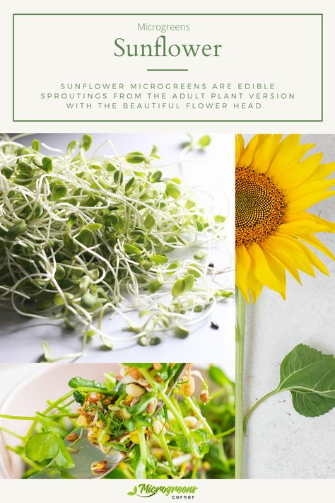 The sunflower microgreen has a nutty and crunchy flavor and make a great ingredient in salads and soups. Growing period is 10-14 days | #microgreens #sunflower Sunflower Microgreens, Vitamins, Sunflower, Beautiful Flowers, Nutrition, Herbs, Green, Flowers, Plants