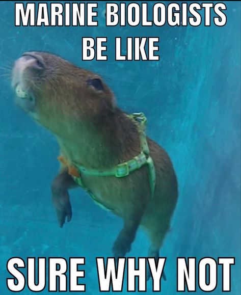 There Are Many Benefits To Being A Marine Biologist, Biology Memes, Marine Memes, Shark Facts, Zoology Memes Humor, Fish Memes Funny, Shark Tank Memes, Dolphin Meme, Marine Biology Memes